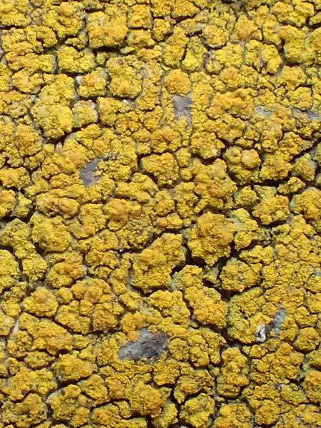 Caloplaca citrina \ Zitronen-Krusten-Flechte, Zitronen-Sch�nfleck, D R&uuml;sselsheim 5.10.2019