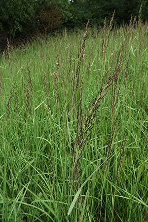 Calamagrostis canescens \ Sumpf-Reitgras / Purple Small Reed, D Neuleiningen 15.6.2020