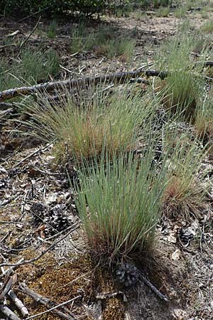 Corynephorus canescens \ Graues Silbergras, D Pfalz, Speyer 15.6.2021