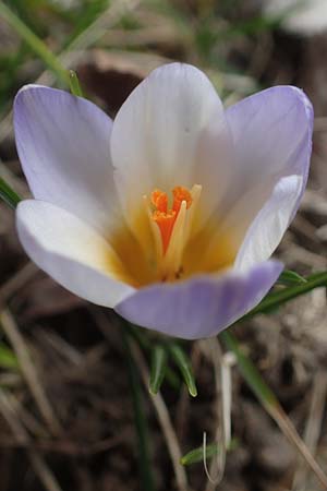 Crocus chrysanthus \ Kleiner Krokus, Balkan-Krokus / Snow Crocus, Golden Crocus, D Ludwigshafen 14.2.2022