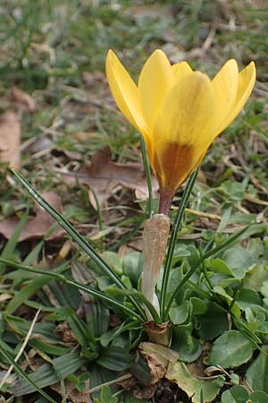 Crocus chrysanthus \ Kleiner Krokus, Balkan-Krokus / Snow Crocus, Golden Crocus, D Ludwigshafen 14.2.2022