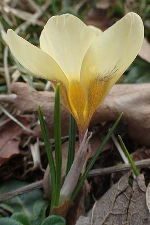Crocus chrysanthus \ Kleiner Krokus, Balkan-Krokus / Snow Crocus, Golden Crocus, D Ludwigshafen 14.2.2022