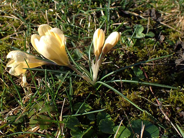 Crocus chrysanthus \ Kleiner Krokus, Balkan-Krokus / Snow Crocus, Golden Crocus, D Mannheim-Neckarau 26.2.2022