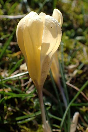Crocus chrysanthus \ Kleiner Krokus, Balkan-Krokus / Snow Crocus, Golden Crocus, D Mannheim-Neckarau 26.2.2022
