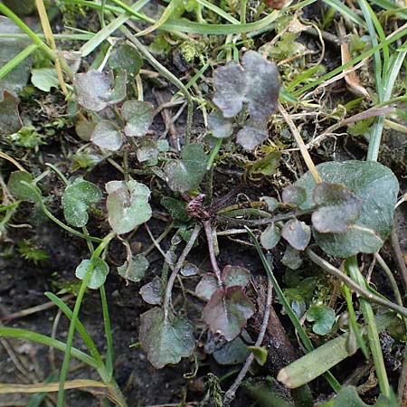 Cardamine corymbosa \ Neuseel�ndisches Schaumkraut, D Bochum 12.3.2022