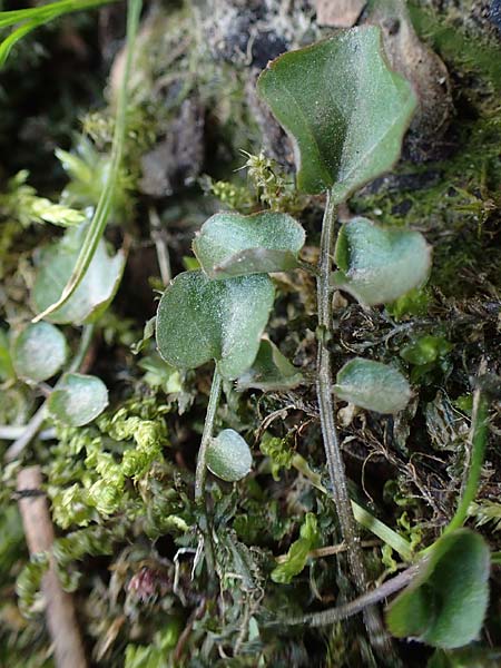 Cardamine corymbosa \ Neuseel�ndisches Schaumkraut, D Bochum 12.3.2022