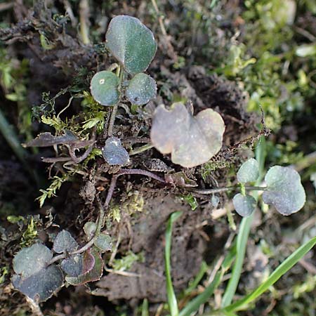 Cardamine corymbosa \ Neuseel�ndisches Schaumkraut, D Bochum 12.3.2022