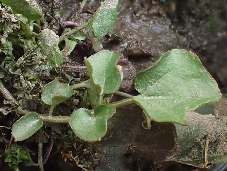 Cardamine corymbosa \ Neuseel�ndisches Schaumkraut, D Bochum 14.3.2022