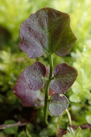 Cardamine corymbosa \ Neuseel�ndisches Schaumkraut, D Bochum 16.4.2023