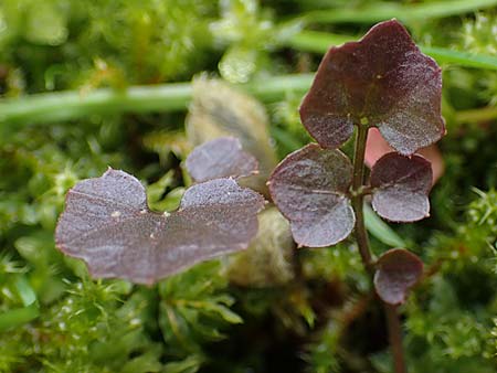 Cardamine corymbosa \ Neuseel�ndisches Schaumkraut, D Bochum 16.4.2023