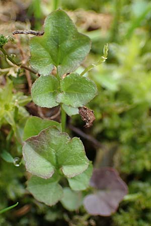 Cardamine corymbosa \ Neuseel�ndisches Schaumkraut, D Bochum 16.4.2023