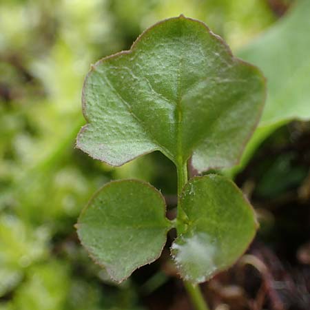 Cardamine corymbosa \ Neuseel�ndisches Schaumkraut, D Bochum 16.4.2023