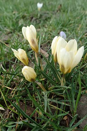 Crocus chrysanthus \ Kleiner Krokus, Balkan-Krokus / Snow Crocus, Golden Crocus, D Ludwigshafen 20.2.2024