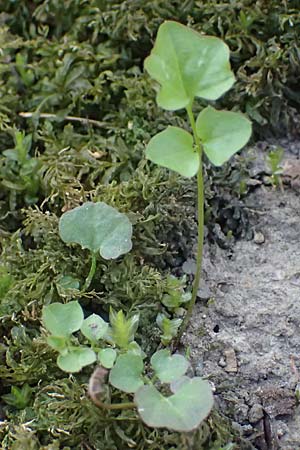 Cardamine corymbosa \ Neuseel�ndisches Schaumkraut, D Bochum 12.4.2025