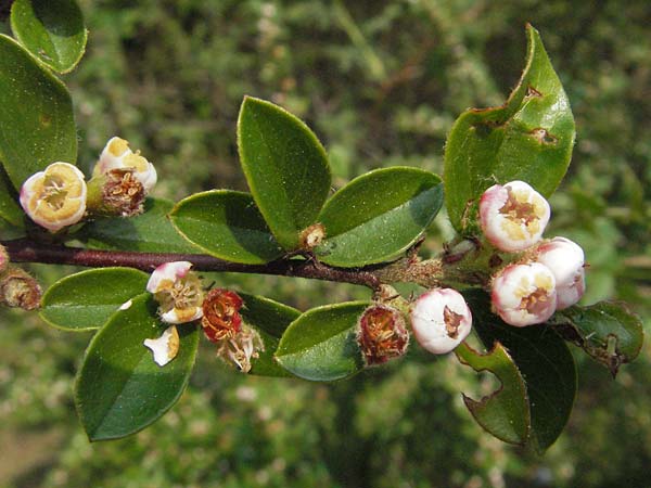 Cotoneaster divaricatus \ Sparrige Zwergmispel, Gl�nzende Zwergmispel / Spreading Cotoneaster, D Mannheim 29.4.2007