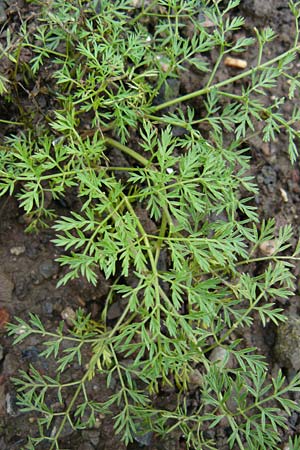 Cnidium dubium \ Sumpf-Brenndolde / Cnidium dubium, D Botan. Gar.  Universit.  Mainz 13.9.2008
