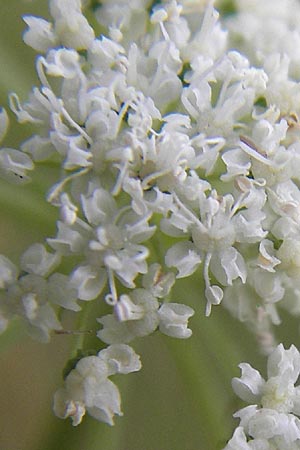 Cnidium dubium \ Sumpf-Brenndolde / Cnidium dubium, D Pfalz, Speyer 20.8.2012