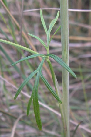 Cnidium dubium \ Sumpf-Brenndolde / Cnidium dubium, D Pfalz, Speyer 20.8.2012
