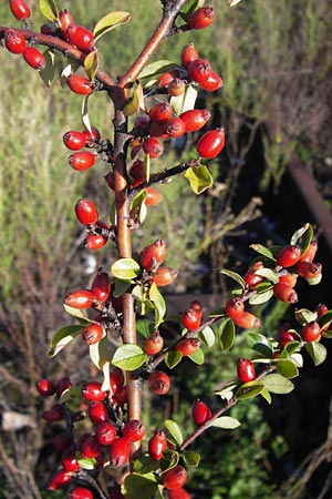 Cotoneaster divaricatus \ Sparrige Zwergmispel, Gl�nzende Zwergmispel / Spreading Cotoneaster, D Mannheim 4.9.2013