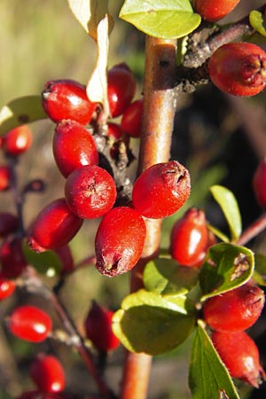 Cotoneaster divaricatus \ Sparrige Zwergmispel, Gl�nzende Zwergmispel / Spreading Cotoneaster, D Mannheim 4.9.2013