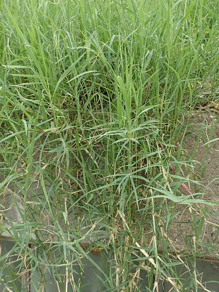 Cynodon dactylon \ Hundszahn-Gras, D Mannheim 6.8.2016