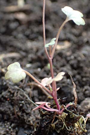 Cardamine occulta \ Japanisches Reisfeld-Schaumkraut, D Mannheim 6.3.2017