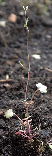 Cardamine occulta \ Japanisches Reisfeld-Schaumkraut, D Mannheim 6.3.2017