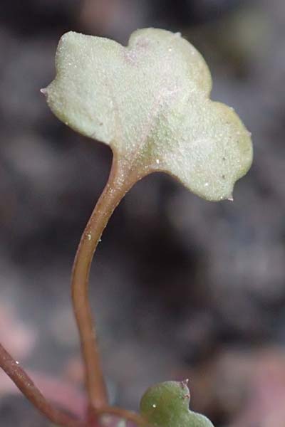 Cardamine occulta \ Japanisches Reisfeld-Schaumkraut, D Mannheim 6.3.2017
