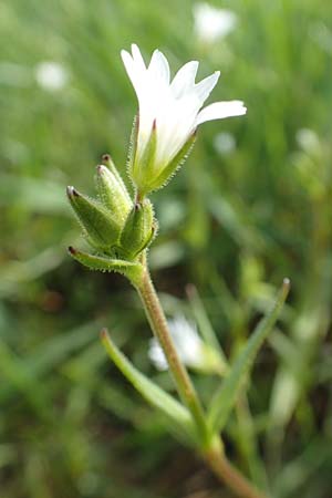 Cerastium dubium \ Klebriges Hornkraut, D Birkenheide 14.4.2018
