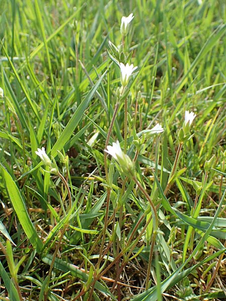Cerastium dubium \ Klebriges Hornkraut, D Birkenheide 14.4.2018
