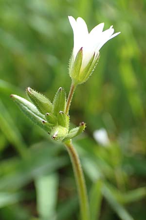Cerastium dubium \ Klebriges Hornkraut, D Birkenheide 14.4.2018