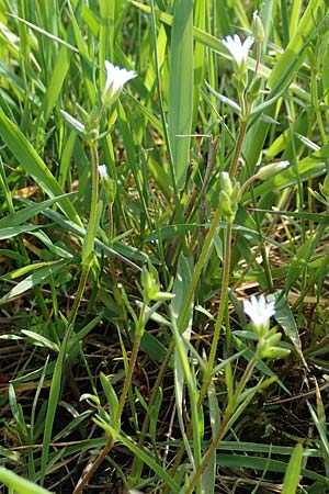 Cerastium dubium \ Klebriges Hornkraut, D Birkenheide 14.4.2018