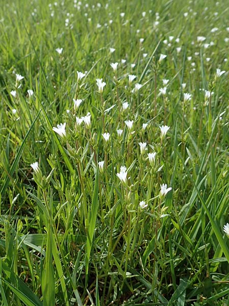 Cerastium dubium \ Klebriges Hornkraut, D Birkenheide 14.4.2018