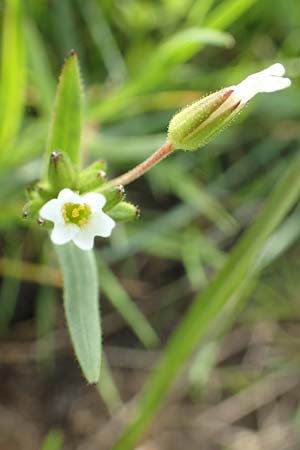 Cerastium dubium \ Klebriges Hornkraut, D Birkenheide 14.4.2018