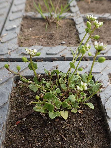 Cochlearia danica \ D�nisches L�ffelkraut / Danish Scurvy-Grass, D Bochum 22.5.2018