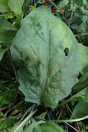 Lepidium draba \ Pfeilkresse / Hoary Cress, D Mannheim 15.9.2019