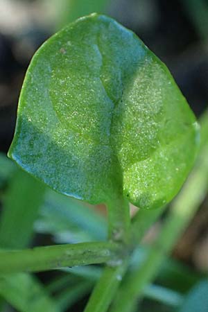 Cochlearia danica \ D�nisches L�ffelkraut / Danish Scurvy-Grass, D Frankfurt Airport 29.5.2021
