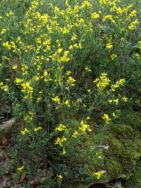 Cytisus decumbens \ Kissen-Ginster, Niederliegender Gei�klee / Prostrate Broom, D  8.4.2024