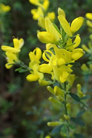 Cytisus decumbens \ Kissen-Ginster, Niederliegender Gei�klee / Prostrate Broom, D  8.4.2024