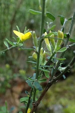 Cytisus decumbens \ Kissen-Ginster, Niederliegender Gei�klee / Prostrate Broom, D  8.4.2024