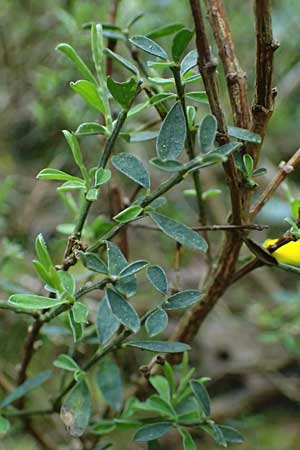 Cytisus decumbens \ Kissen-Ginster, Niederliegender Gei�klee / Prostrate Broom, D  8.4.2024