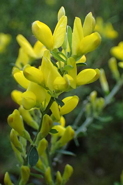 Cytisus decumbens \ Kissen-Ginster, Niederliegender Gei�klee / Prostrate Broom, D  8.4.2024