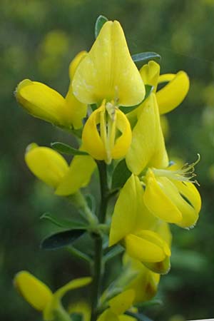 Cytisus decumbens \ Kissen-Ginster, Niederliegender Gei�klee / Prostrate Broom, D  8.4.2024