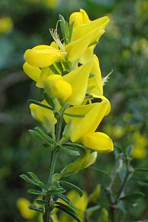 Cytisus decumbens \ Kissen-Ginster, Niederliegender Gei�klee / Prostrate Broom, D  8.4.2024