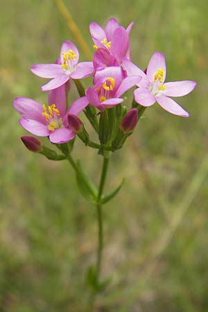 Centaurium erythraea \ Echtes Tausendg�ldenkraut / Common Centaury, D Dinkelsb&uuml;hl 4.7.2010