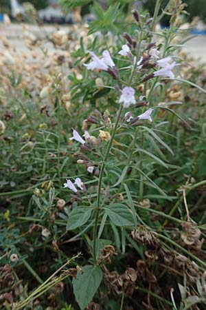 Clinopodium einseleanum \ �sterreicher Bergminze / Einsele's Calamint, D Ludwigshafen 13.9.2017