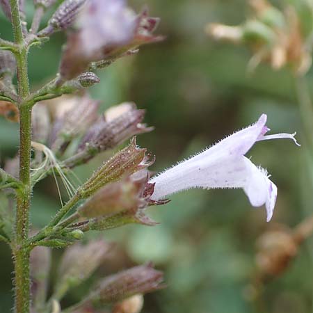 Clinopodium einseleanum \ �sterreicher Bergminze / Einsele's Calamint, D Ludwigshafen 13.9.2017