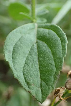 Clinopodium einseleanum \ �sterreicher Bergminze / Einsele's Calamint, D Ludwigshafen 13.9.2017
