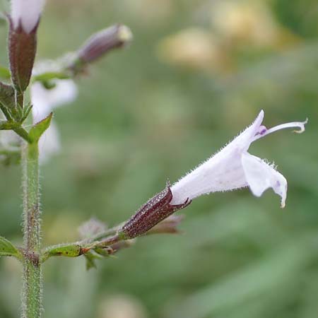 Clinopodium einseleanum \ �sterreicher Bergminze / Einsele's Calamint, D Ludwigshafen 13.9.2017