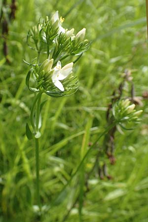 Centaurium erythraea \ Echtes Tausendg�ldenkraut / Common Centaury, D B&uuml;ttelborn 23.6.2018